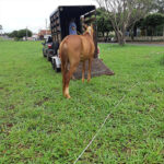 CAPTURA E ACOLHIMENTO DE ANIMAIS 14